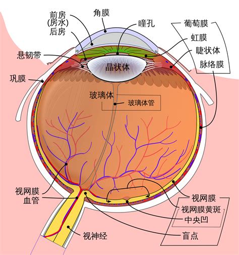 各種眼睛|【護眼百科】 眼的構造及功能－眼的構造精巧 功能獨特